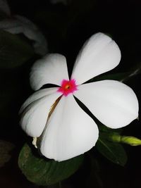 Close-up of flowers