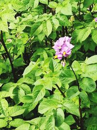 Close-up of pink flowering plant