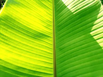 Full frame shot of palm leaf