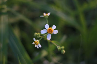 Close-up of purple flowering plant