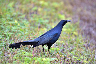 Side view of a bird on field