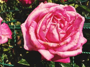 Close-up of pink rose