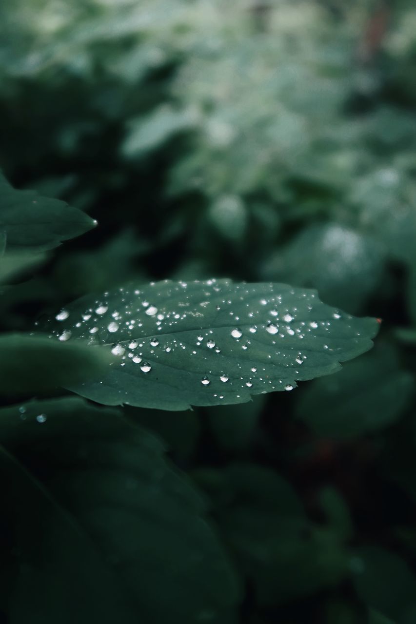 CLOSE-UP OF RAINDROPS ON PLANT LEAVES