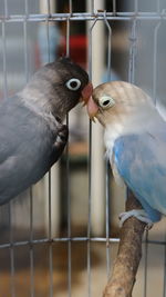 Close-up of parrot in cage