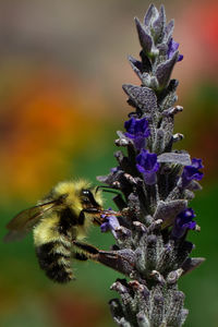 Close-up of bee on purple flower