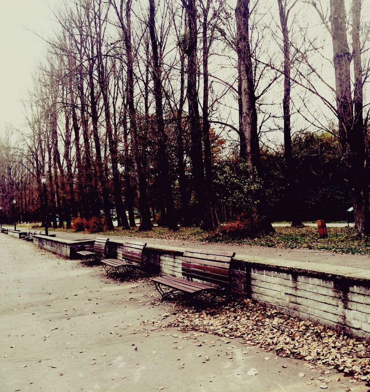 tree, tranquility, branch, tree trunk, shadow, sunlight, nature, growth, footpath, park - man made space, empty, tranquil scene, bench, bare tree, outdoors, road, no people, transportation, absence, street