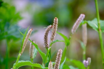 Close-up of flowering plant