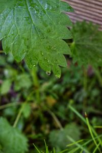 Close-up of raindrops on leaves