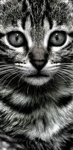 Close-up portrait of a cat