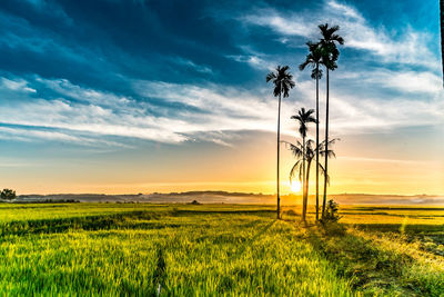 Scenic view of agricultural field against sky during sunset