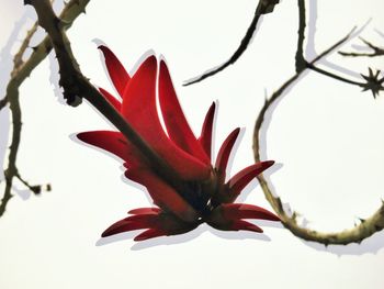 Close-up of red flowers