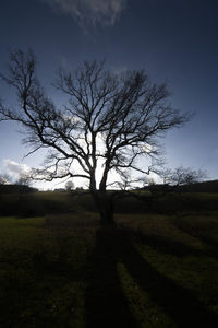 Silhouette bare tree on field against sky