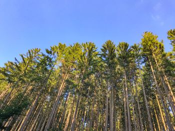 Low angle view of trees against sky