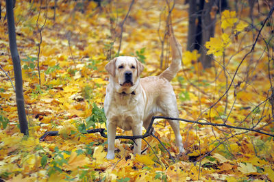 Portrait of a dog on ground during autumn