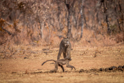 View of a monkey