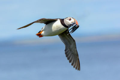 Low angle view of puffin with fish in beak against sky