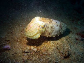 Close-up of turtle swimming in sea