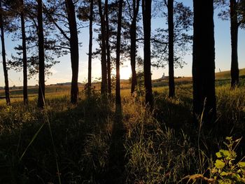 Scenic view of grassy field