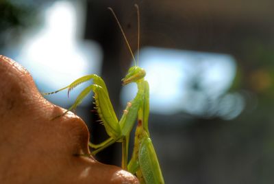 Cropped image of hand with praying mantis