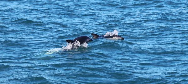 View of horse in sea