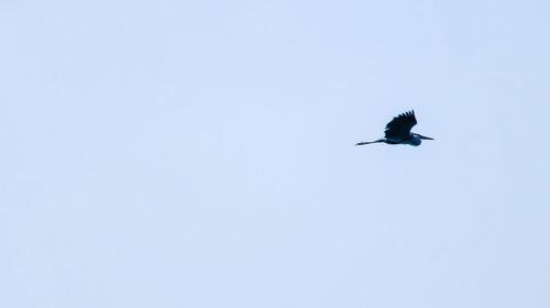 Low angle view of bird flying in sky