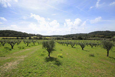 Scenic view of field against sky