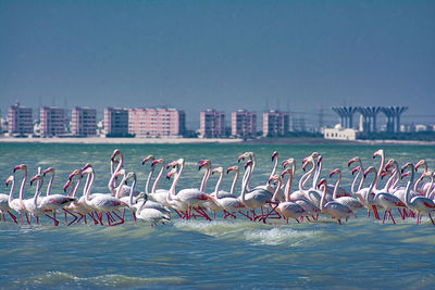 View of birds in sea against sky