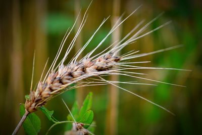 Close-up of wheat growing on field