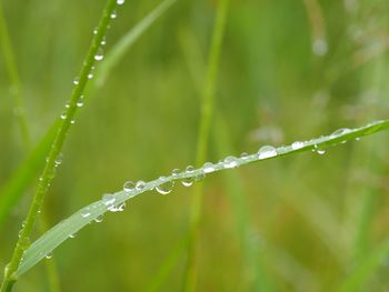 Close-up of water drops on grass