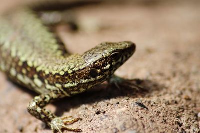 Close-up of lizard on rock