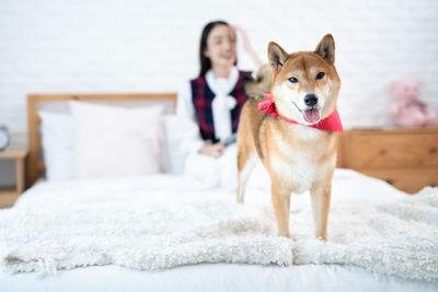 Portrait of dog standing on bed