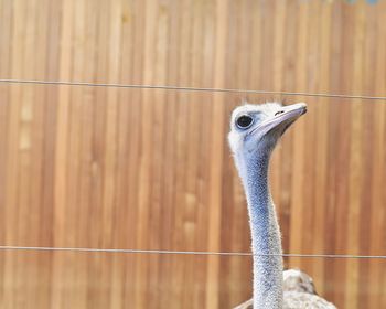 Close-up of ostrich against fence