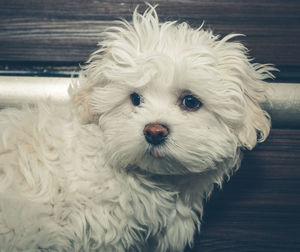 Havanese dog at home