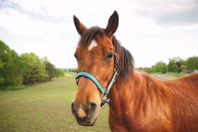 Portrait of horse on grassy field