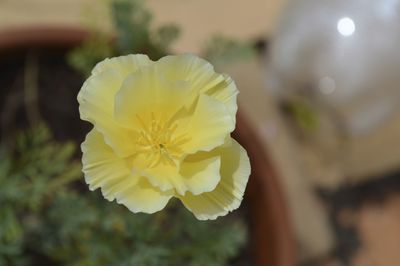 Close-up of yellow flower