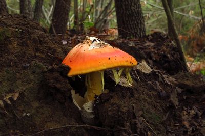 Close-up of mushroom growing on tree trunk in forest