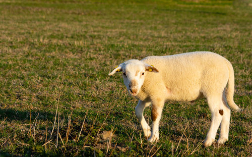 Sheep standing in a field