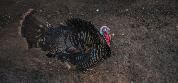 High angle view of turkey chicken on land