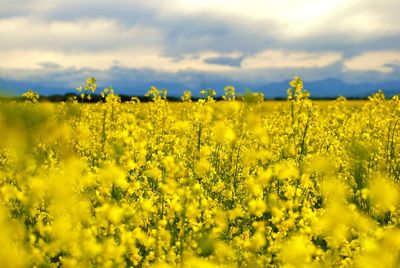 Scenic view of oilseed rape field against cloudy sky