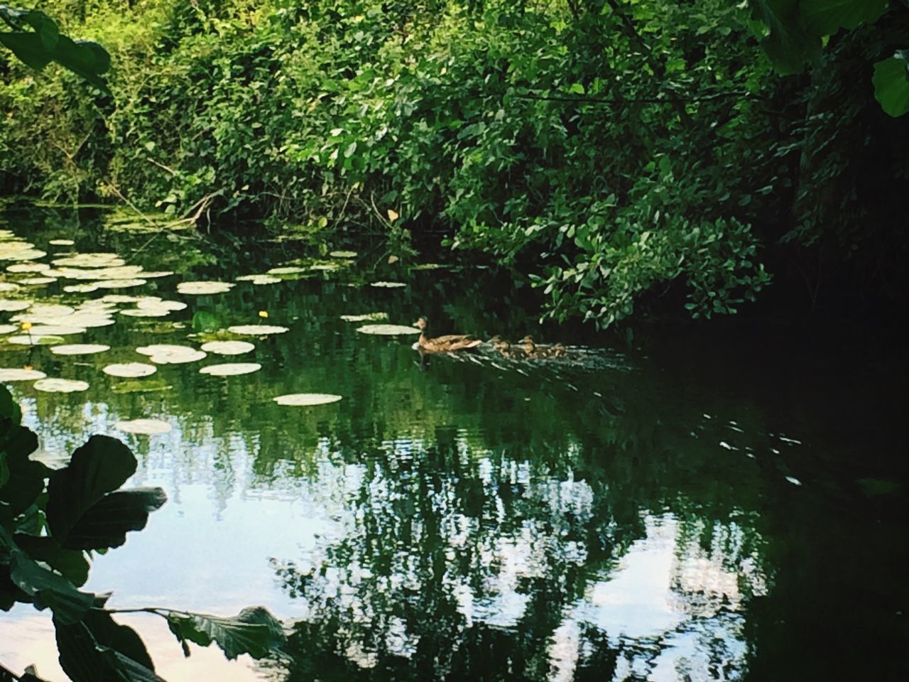 Duck family