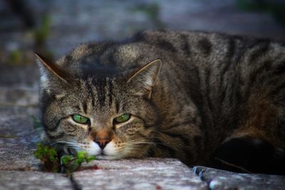 Close-up portrait of a cat