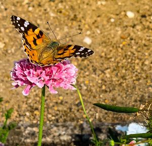 Close-up of butterfly pollinating on pink flower