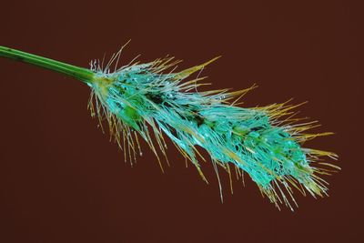 Close-up of caterpillar against blue background