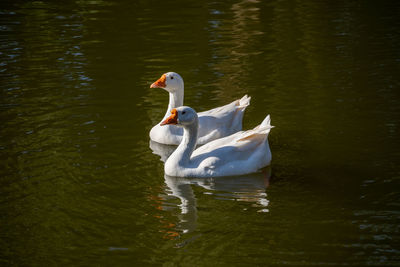 Gooses swimming in lake