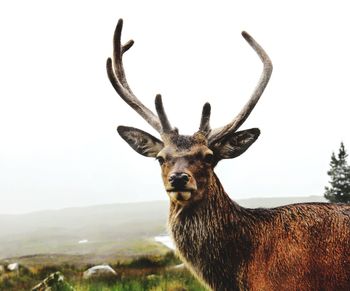 Portrait of deer