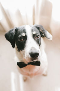 Close-up portrait of dog