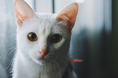 Close-up portrait of a cat