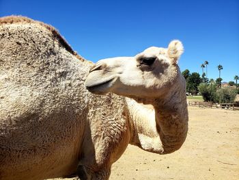 View of an animal on land