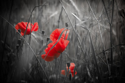 Close-up of red poppy flowers on field