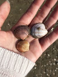 Close-up of hand holding snail